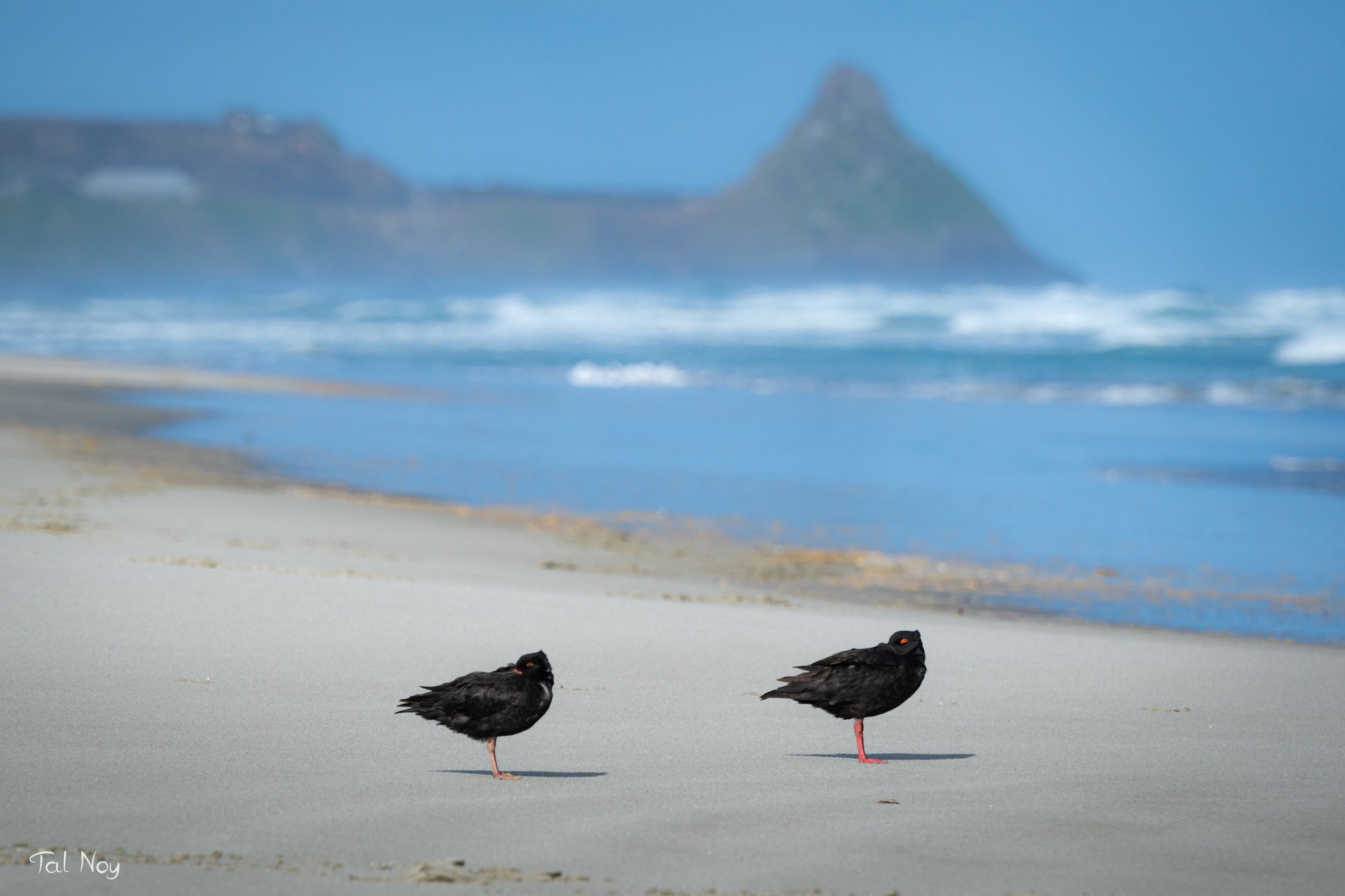 Two black oystercatchers standing side by side on a sandy beach with ocean waves and a rocky peak behind
